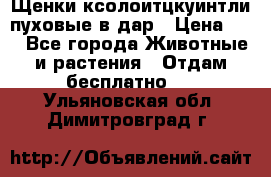 Щенки ксолоитцкуинтли пуховые в дар › Цена ­ 1 - Все города Животные и растения » Отдам бесплатно   . Ульяновская обл.,Димитровград г.